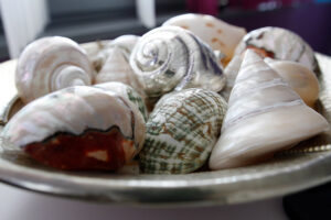 Muscheln